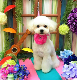 ６月。小さな傘とギターがポイントです。すっきりしない梅雨も紫陽花に囲まれた愛犬に癒されます
