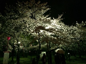 あんまりちゃんと見たことなかったけど。。夜桜ってなんか幻想的！